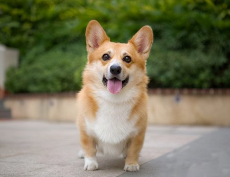 狗狗聪明度排行榜TOP15，你能认出几种狗？-狗狗的聪明度排名表