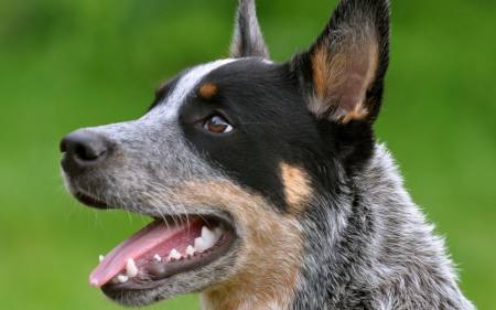 狗狗聪明度排行榜TOP15，你能认出几种狗？-狗狗的聪明度排名表