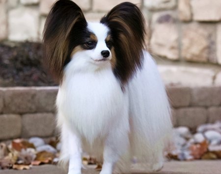 狗狗聪明度排行榜TOP15，你能认出几种狗？-狗狗的聪明度排名表