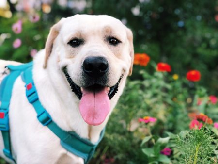 狗狗聪明度排行榜TOP15，你能认出几种狗？-狗狗的聪明度排名表