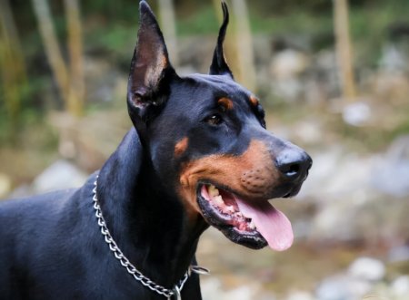 狗狗聪明度排行榜TOP15，你能认出几种狗？-狗狗的聪明度排名表