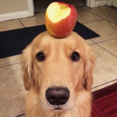 狗狗聪明度排行榜TOP15，你能认出几种狗？-狗狗的聪明度排名表