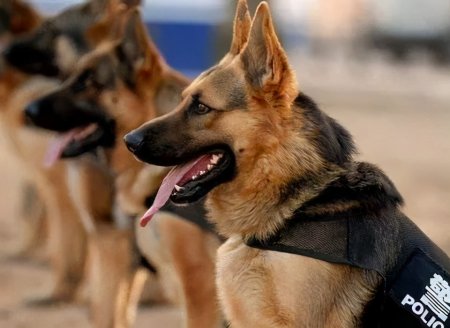 狗狗聪明度排行榜TOP15，你能认出几种狗？-狗狗的聪明度排名表