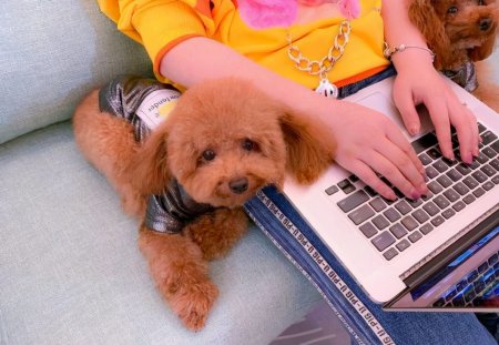 狗狗聪明度排行榜TOP15，你能认出几种狗？-狗狗的聪明度排名表