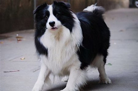 狗狗聪明度排行榜TOP15，你能认出几种狗？-狗狗的聪明度排名表