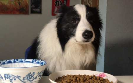 狗狗聪明度排行榜TOP15，你能认出几种狗？-狗狗的聪明度排名表