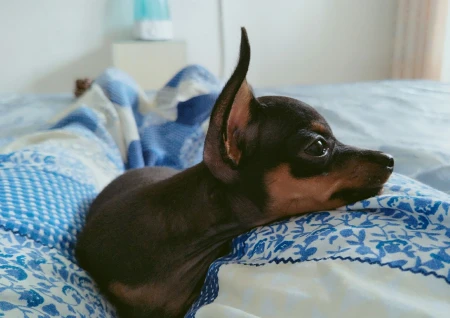 最小狗狗排行榜，这6种狗子，你都见过吗-最小的狗是什么品种多少钱