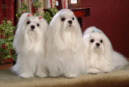 最小狗狗排行榜，这6种狗子，你都见过吗-最小的狗是什么品种多少钱