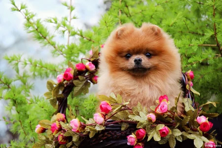 最小狗狗排行榜，这6种狗子，你都见过吗-最小的狗是什么品种多少钱