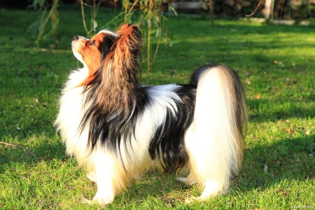 最小狗狗排行榜，这6种狗子，你都见过吗-最小的狗是什么品种多少钱