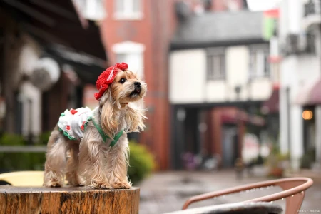 最小狗狗排行榜，这6种狗子，你都见过吗-最小的狗是什么品种多少钱