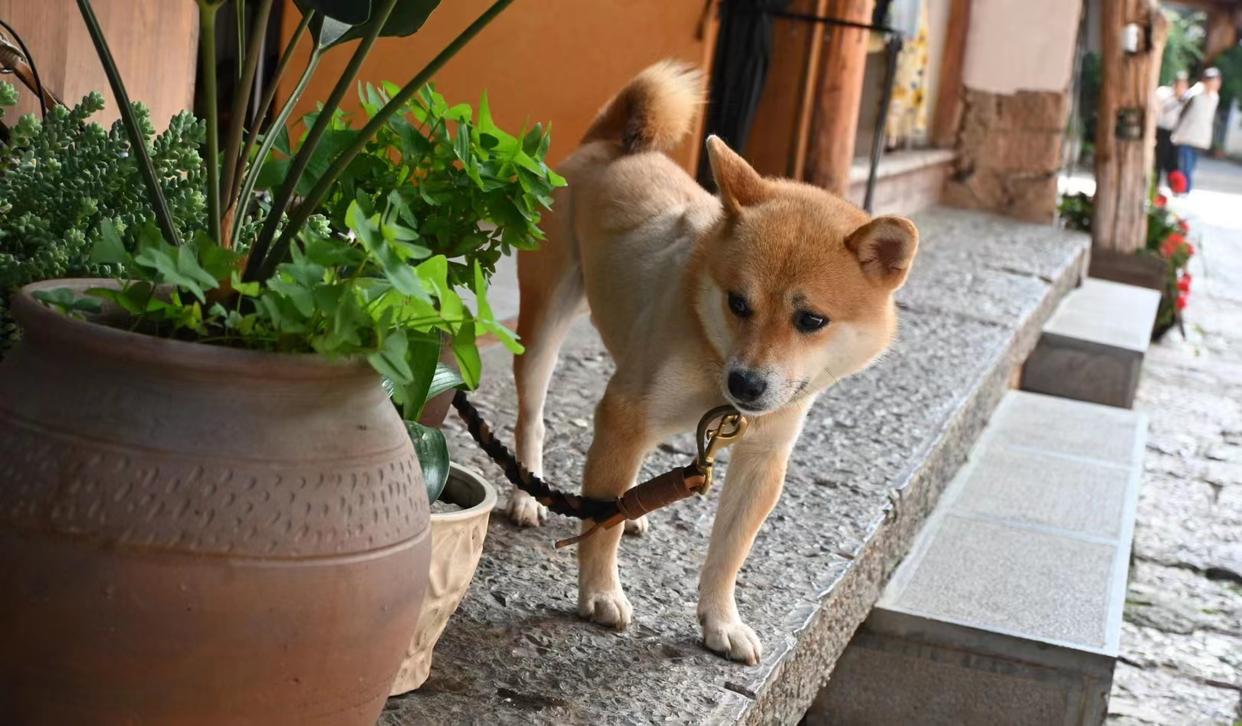 带爸妈10天9晚云南自由行攻略，0踩雷-云南旅游攻略自由路线推荐
