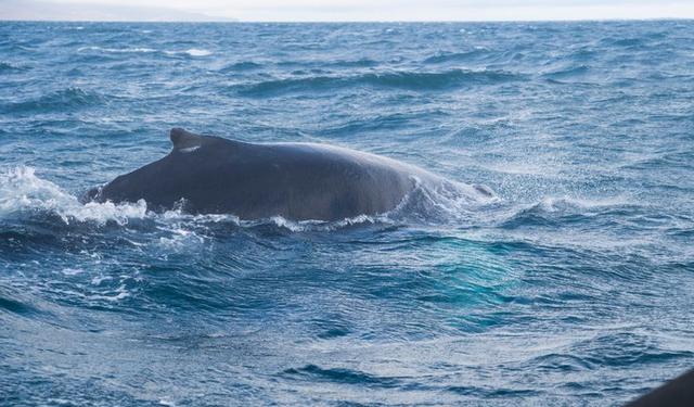 打卡冰岛，5日自由行游攻略全放送-冰岛五日游