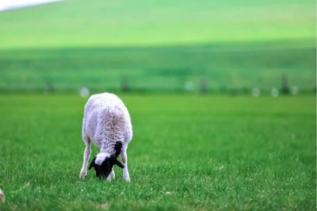 内蒙古五天四晚自由行旅游路线安排攻略！-内蒙古5日游多少钱