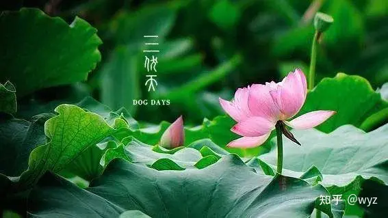 三伏天大忌-三伏天应注意什么不能吃什么