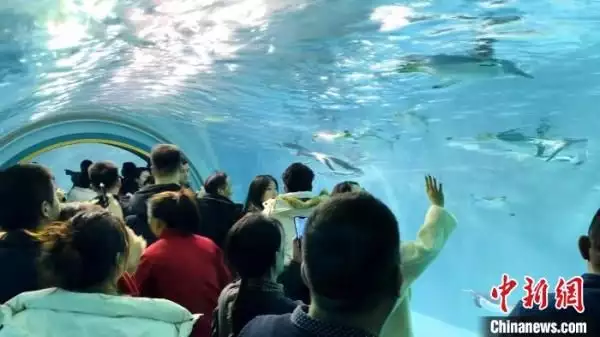 黑龙江哈尔滨：淘学企鹅冰雪大巡游连办80场曝光量破百亿