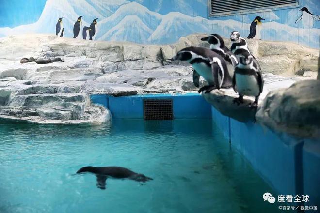 哈尔滨必去4个景点，畅游最佳选择，你绝对不能错过！-哈尔滨旅游必去的景点推荐