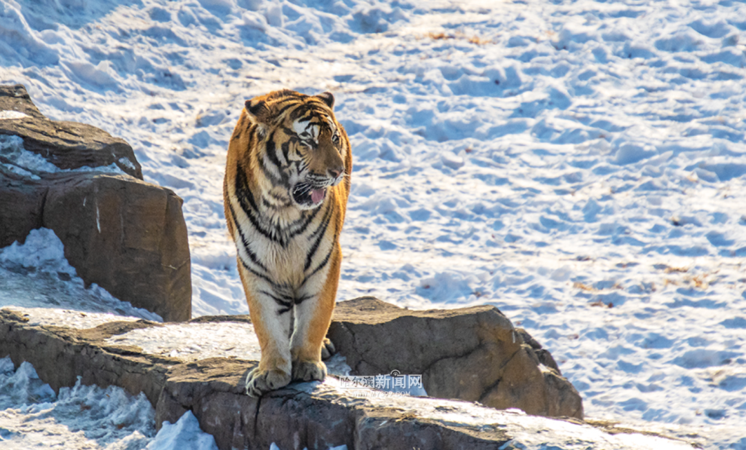 哈尔滨推出十大主题旅游线路-哈尔滨旅游胜地