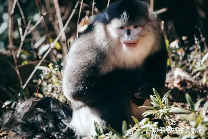 梅里雪山 滇藏线最美的地方之一-云南梅里雪山旅游攻略