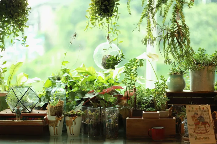 重庆有什么好玩的？-重庆有哪些景点免费