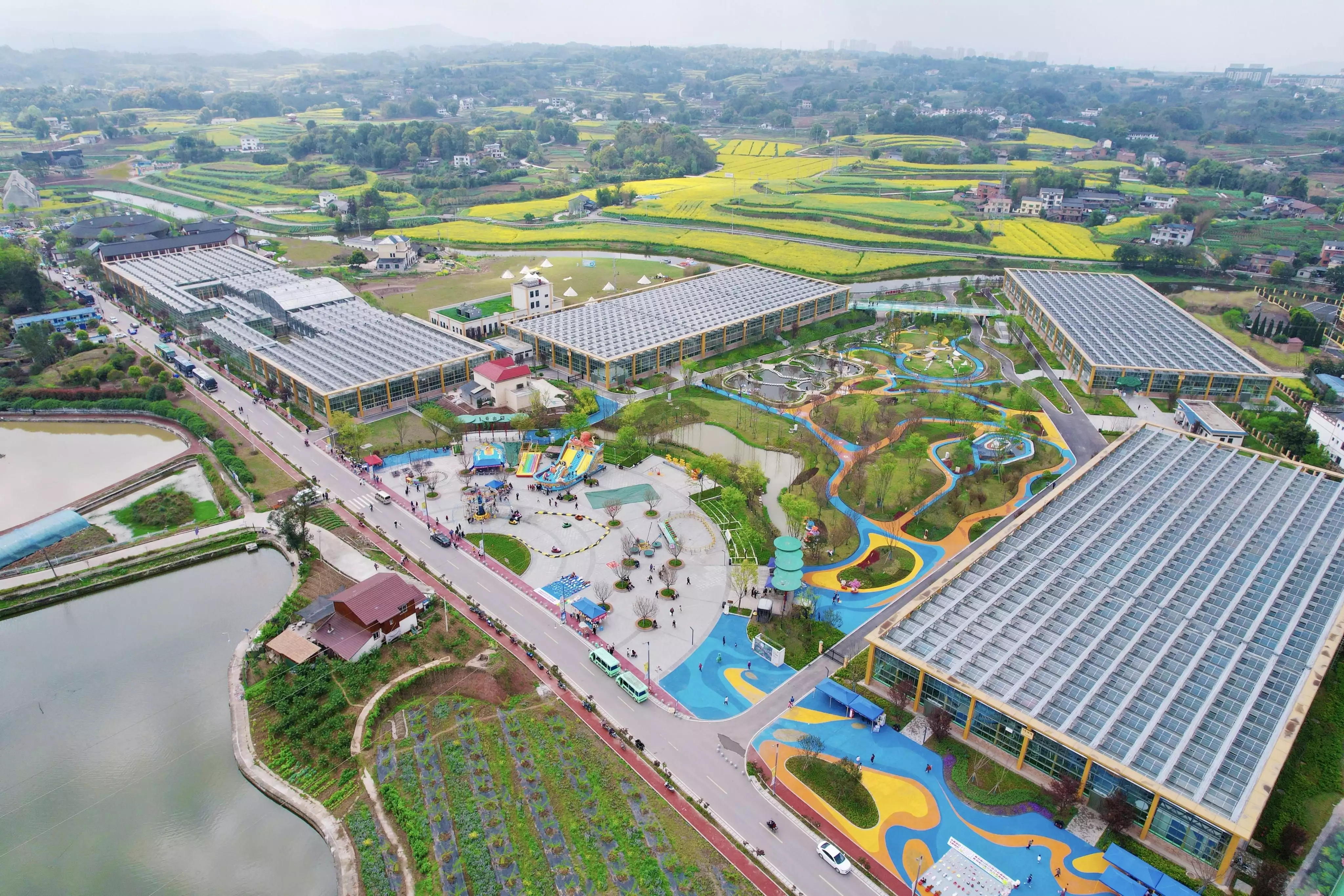 重庆江津：“金色黄庄”菜花旅游文化节拉开帷幕