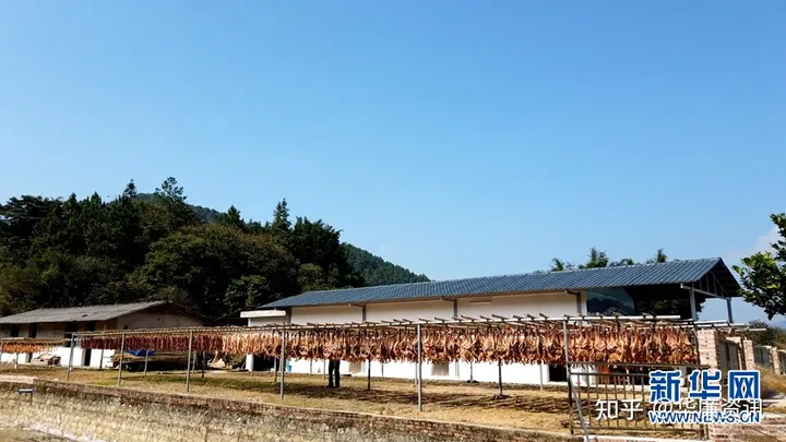 舌尖上的年味：实拍农村晾晒腊味场景壮观-过年晒腊肉