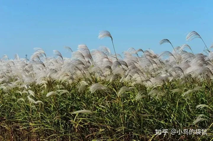 《诗经·秦风·蒹葭》-《诗经·秦风·蒹葭》注音