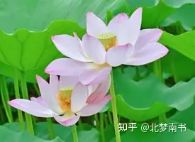 如何看待《爱莲说》？-对爱莲说的理解