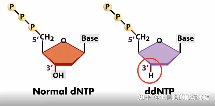 高通量测序原理（一）Sanger测序原理-高通量测序过程