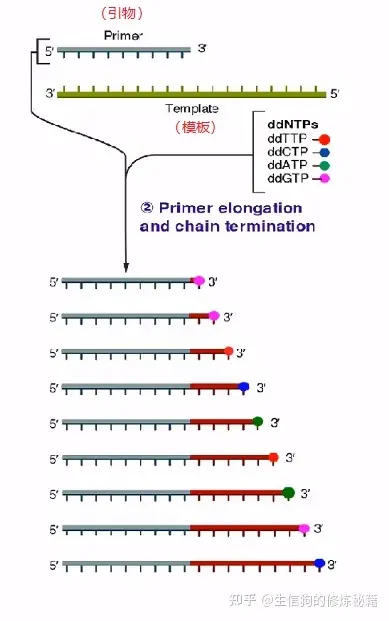 高通量测序原理（一）Sanger测序原理-高通量测序过程