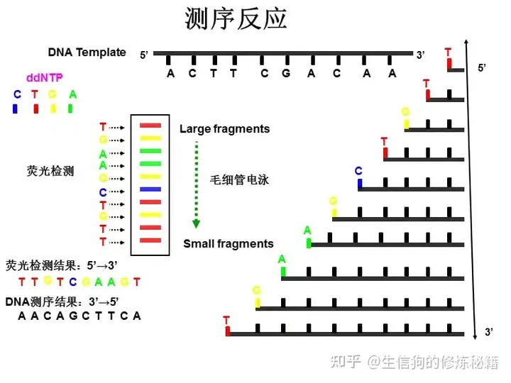 高通量测序原理（一）Sanger测序原理-高通量测序过程