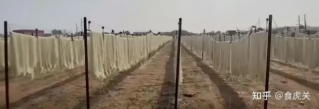 央视曝光：禹州红薯粉条造假！禹州：6家粉条加工企业停产整顿