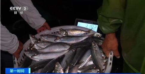 年产值超30亿元！智能化赋能，福建东山鲍鱼加工昼夜不停