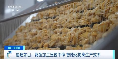 年产值超30亿元！智能化赋能，福建东山鲍鱼加工昼夜不停