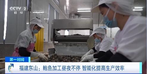 年产值超30亿元！智能化赋能，福建东山鲍鱼加工昼夜不停
