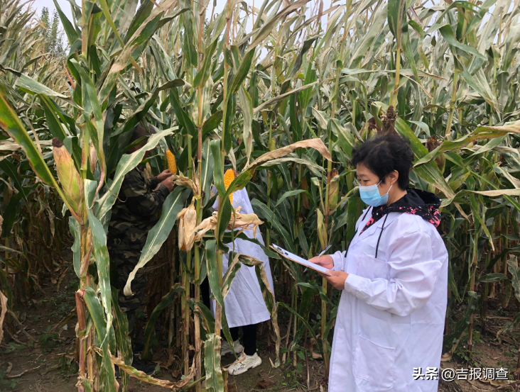 吉林省：多措并举保护黑土地，耕地质量不断提升