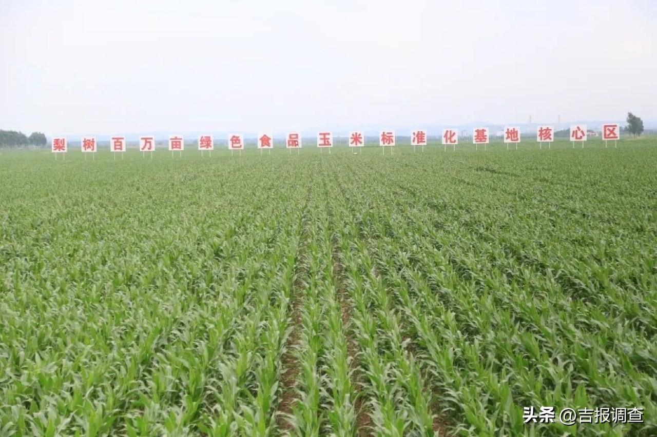 吉林省：多措并举保护黑土地，耕地质量不断提升