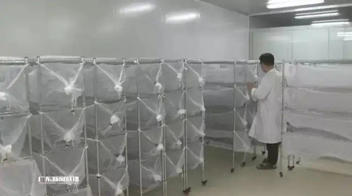 新加坡暴发史上最严重登革热疫情，登革热有多可怕？在新冠病毒防疫期间应如何预防？