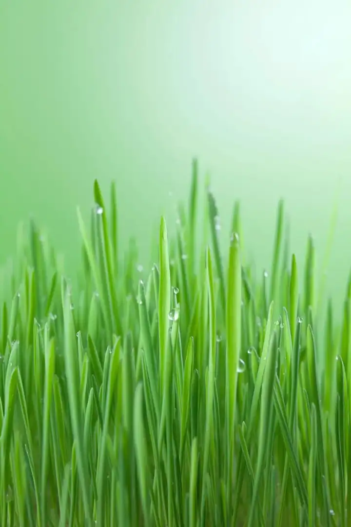 立夏了，有哪些好玩的事情？