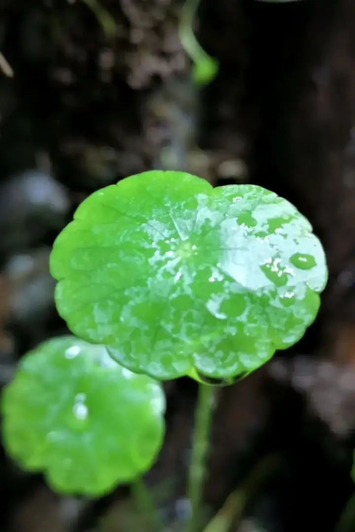 立夏了，有哪些好玩的事情？