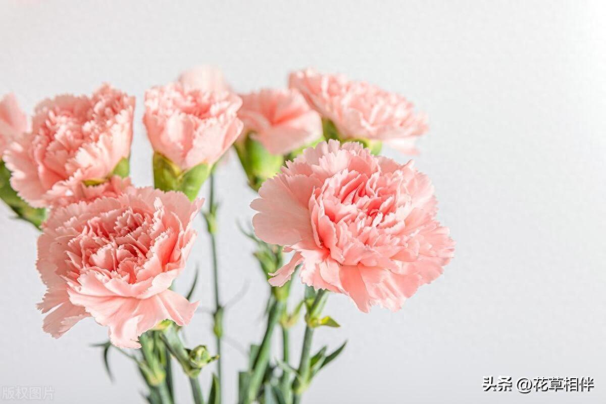 母亲节适合送给妈妈的花