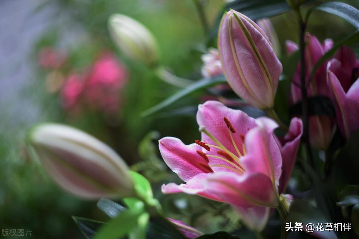 母亲节适合送给妈妈的花