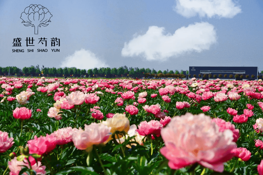 芍药赏花线路｜来菏泽，赏“五月花神”！