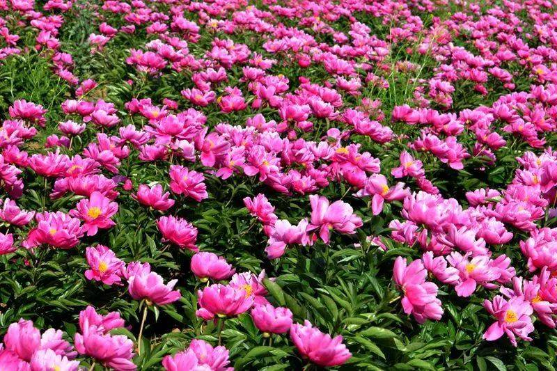 芍药赏花线路｜来菏泽，赏“五月花神”！