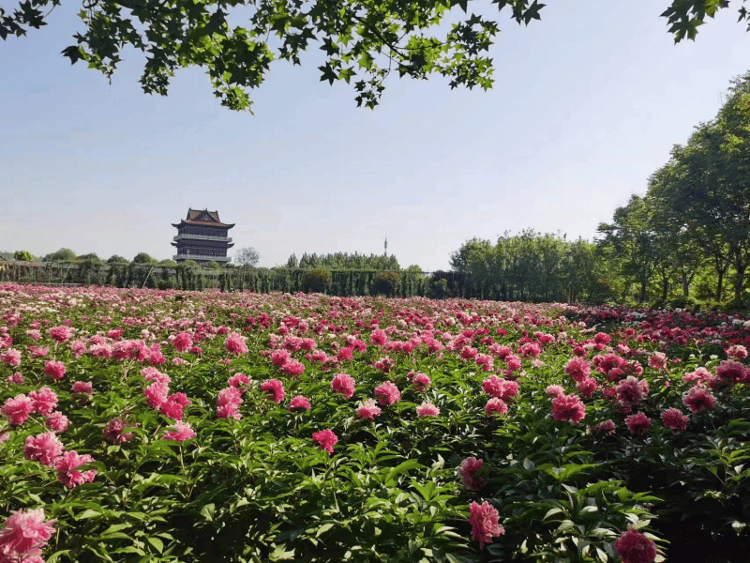 芍药赏花线路｜来菏泽，赏“五月花神”！