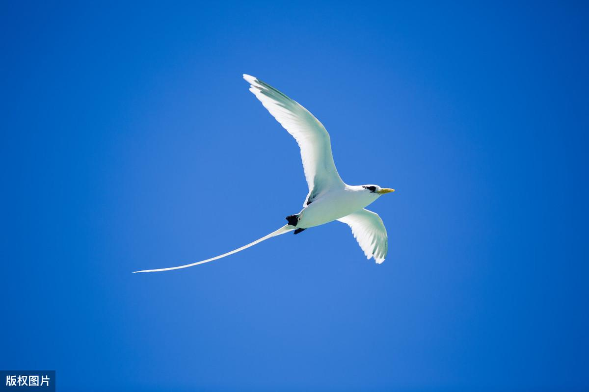 所谓“笨鸟先飞”，为什么笨鸟都飞起来了，聪明的鸟却还没飞呢？