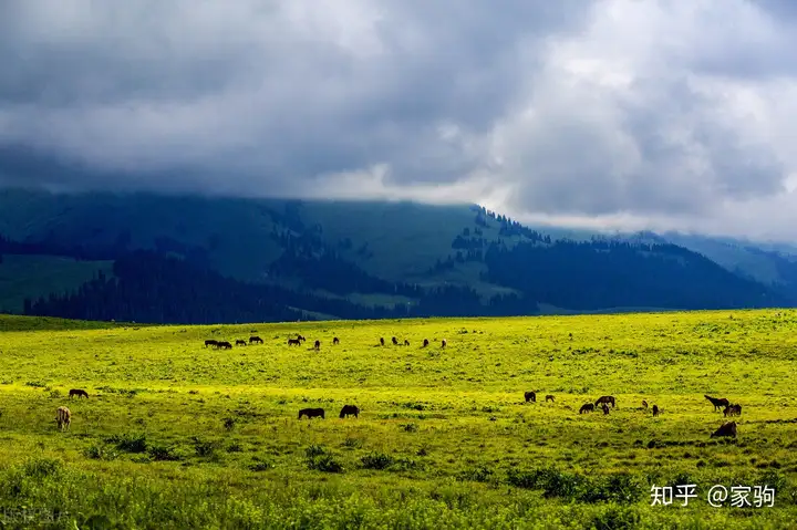 天山脚下的神奇草原，那拉提！