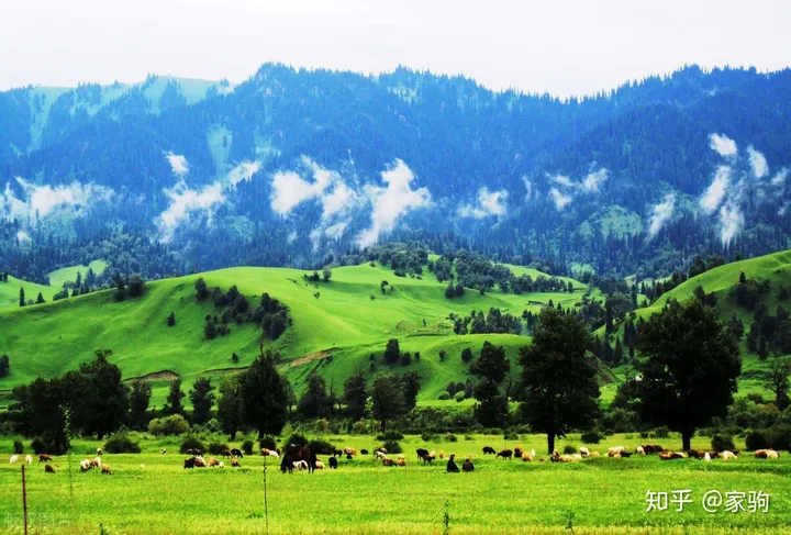 天山脚下的神奇草原，那拉提！