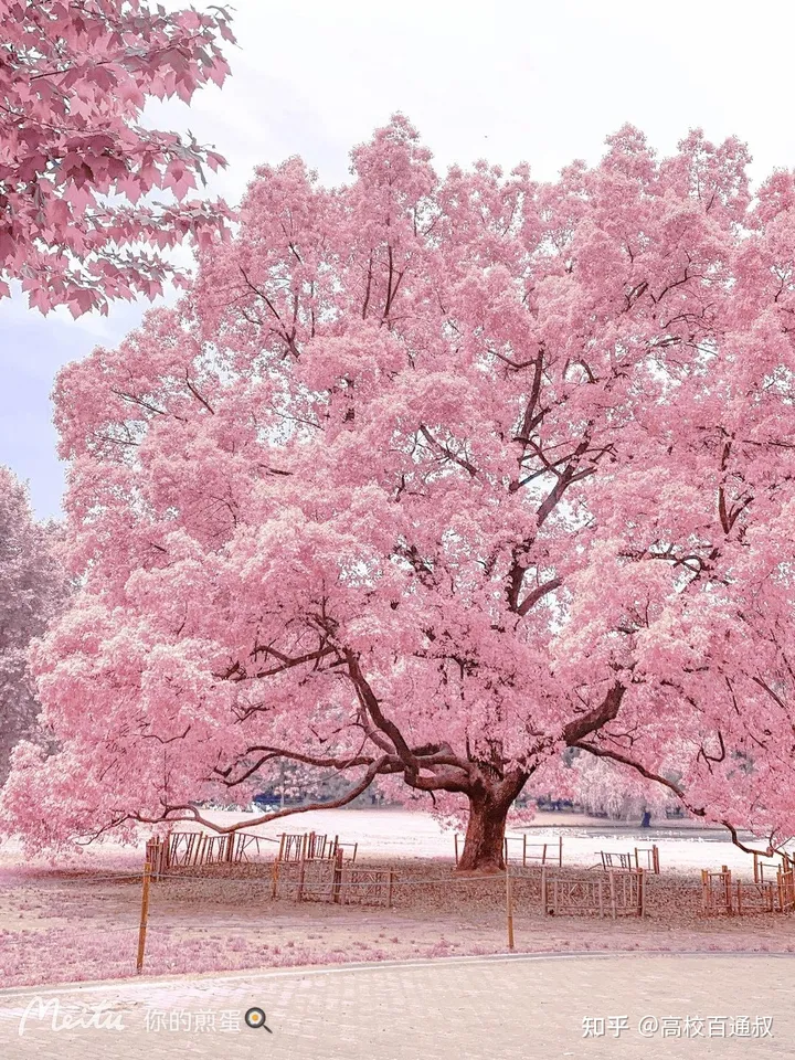 高考志愿优先选大学还是优先选专业？