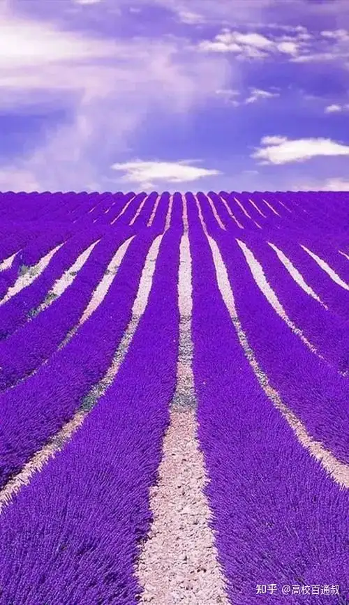 高考志愿优先选大学还是优先选专业？